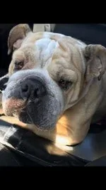 lucy.webp