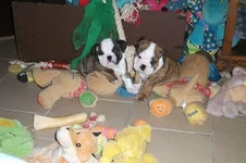 maudeandmollietoys 007.webp