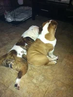 Nigels Turkey Leg.webp