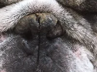 Nose.webp