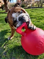 jollyball1.webp