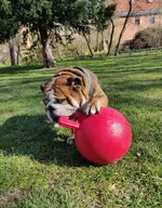 jollyball2.webp