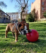 jollyball3.webp