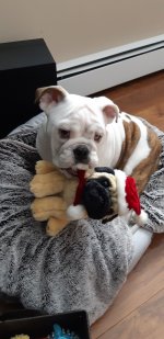 BELLA WITH TOYDOG.jpg