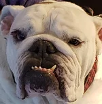 Dogtag (2) 2020.webp Dogtag (2) 2020.webp