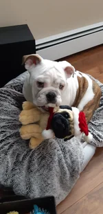 BELLA WITH TOYDOG.webp
