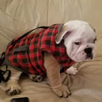 coat.webp