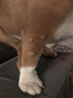 stella leg.JPG