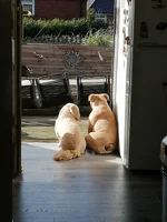 IMG_20200322_145239.webp