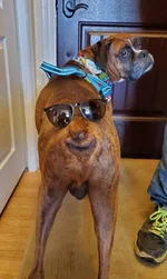DOG-BUTT-modified.webp