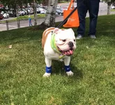 Louie race.webp