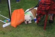 Louie race1.webp