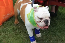 Louie race2.webp