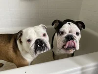 paw soak.webp
