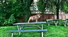 castor 20juni2.webp