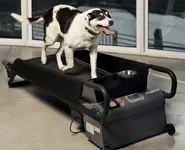 dog treadmill.webp
