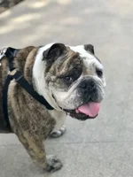 duke.webp