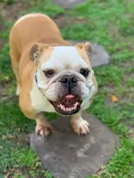TOOTSIE.webp TOOTSIE.webp