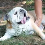tyson.webp