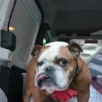 ella.webp
