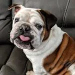 lolabell.webp