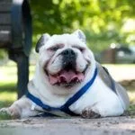 enzo.webp