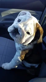 Walteroo Front Seat.webp