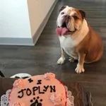 joplyn.webp