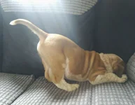 IMG-20190617-WA0010.webp IMG-20190617-WA0010.webp