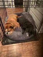 Charlie and Gabe2.webp Charlie and Gabe2.webp