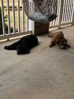 Chillin on the patio.webp