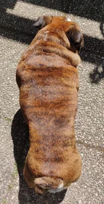 blankabulldoggen.webp