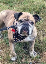 Georgia.webp