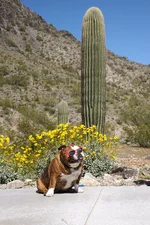 Emmie Cactus.webp