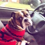 Bubba behind wheel.webp Bubba behind wheel.webp