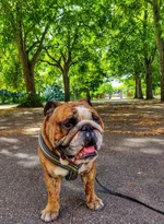 castor promenad.webp
