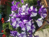 591B014B-D12D-415F-AB70-D153FB759557.webp