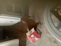 Gabe box1.webp Gabe box1.webp