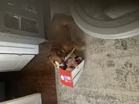 Gabe box2.webp Gabe box2.webp