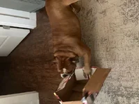 Gabe box3.webp Gabe box3.webp