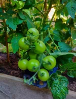 tomatklase.webp