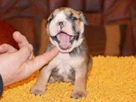 bull dog.jpg