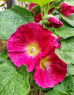 IMG_20200719_183155-01.webp