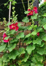IMG_20200719_182937-01.webp