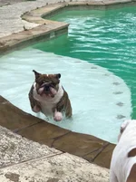 Blaze Pool.webp Blaze Pool.webp