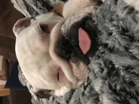 sleepy bear.png.webp