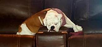 baileybored.webp