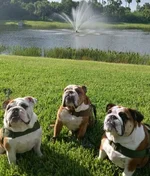 the boyz2.webp