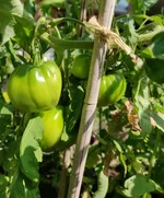 tomateraug2020.webp tomateraug2020.webp