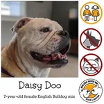 daisy.webp daisy.webp
